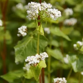 Buckwheat