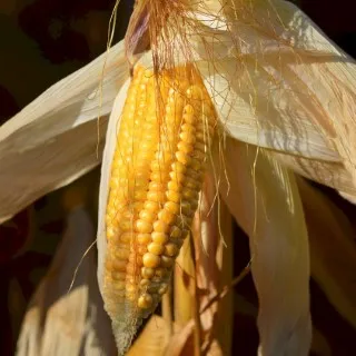 Corn