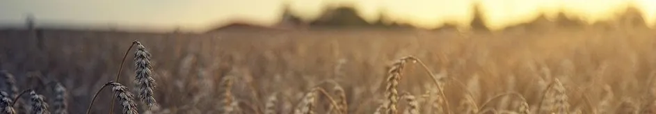 Delicious Grains