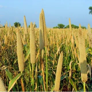 Millet