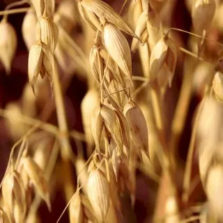 Oats