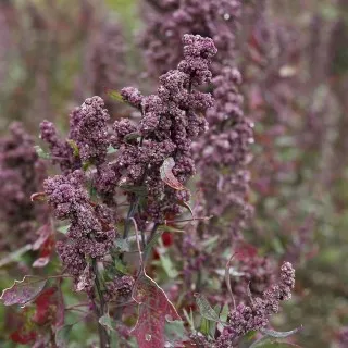 Quinoa