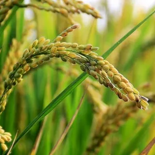 Rice