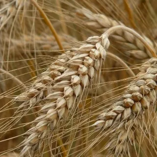Rye