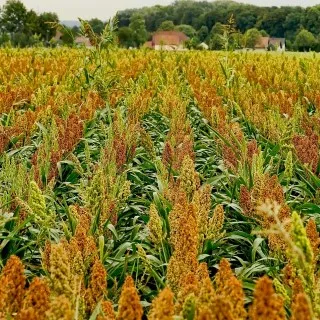 Sorghum