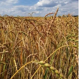Spelt