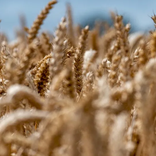 Wheat