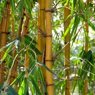 Bamboo