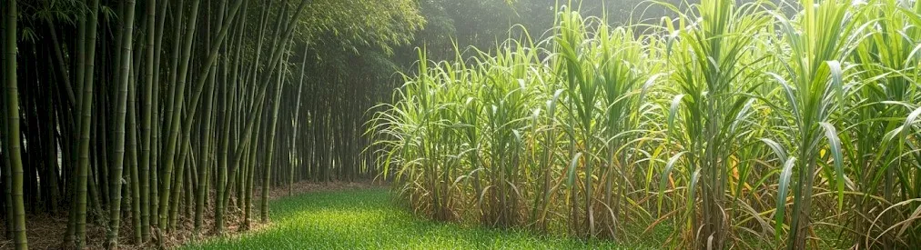 Delicious Edible Grass