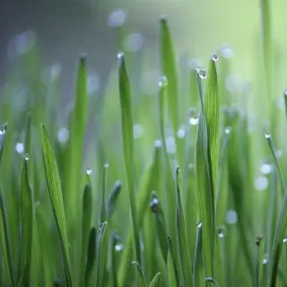 Wheatgrass