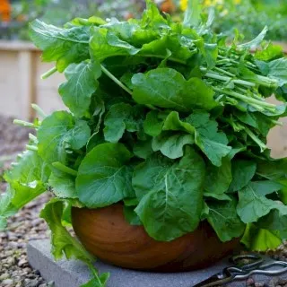 Arugula