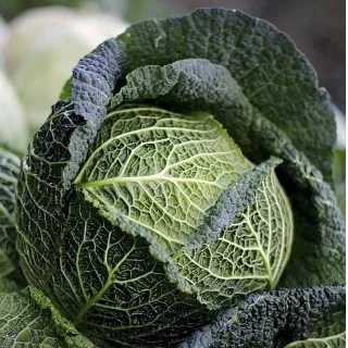 Cabbage