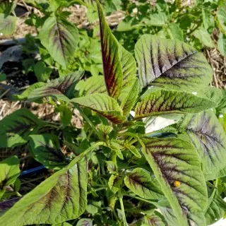 Callaloo