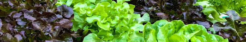 Delicious Leafy Greens