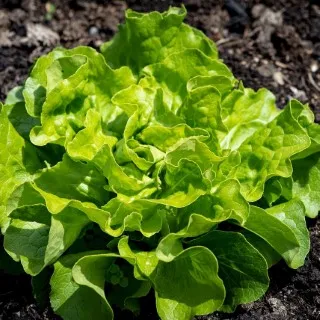 Lettuce