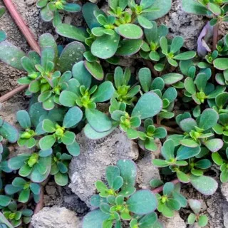 Purslane