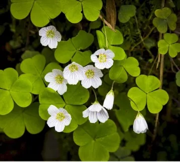 Sorrel