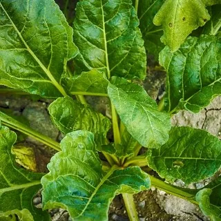 Spinach