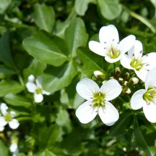Watercress