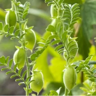 Chickpea