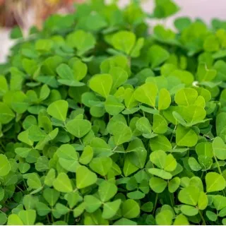 Fenugreek