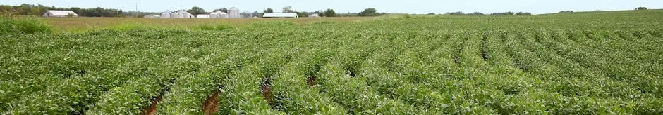 Delicious Legumes