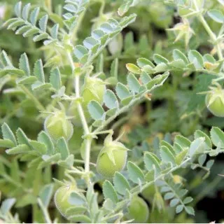Lentil