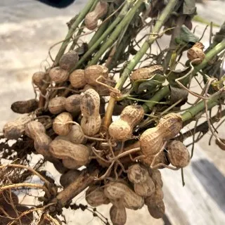 Peanut