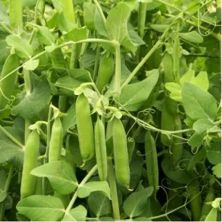 Peas