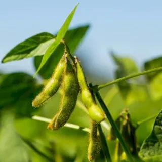 Soybeans