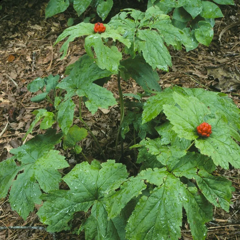 Goldenseal