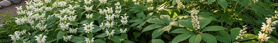 Delicious Medicinal Herbs