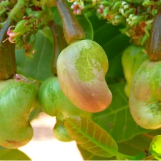 Cashew
