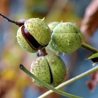 Chestnut