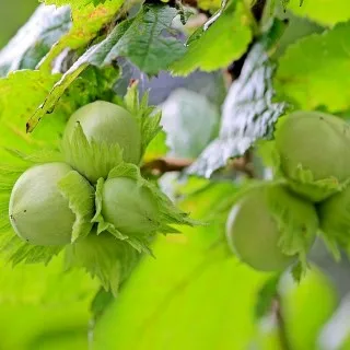 Hazelnut