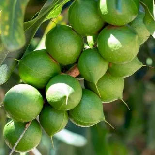 Macadamia