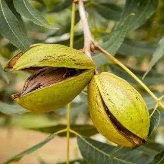 Pecan