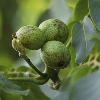 Walnut