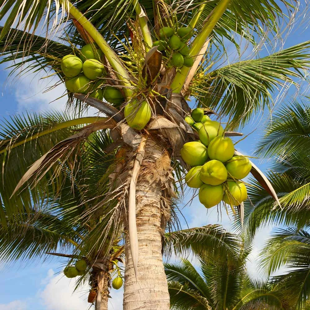 Coconut