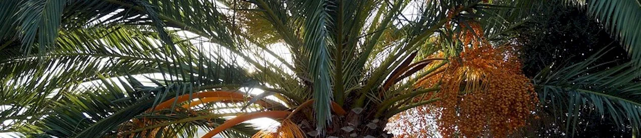 Delicious Palm