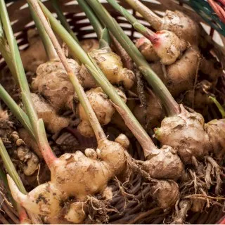Ginger