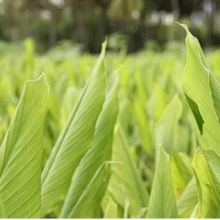 Turmeric