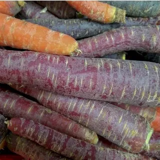 Carrot
