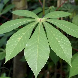 Cassava