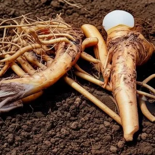 Horseradish