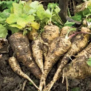 Parsnip