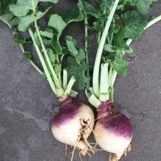 Rutabaga