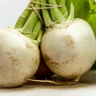 Turnip
