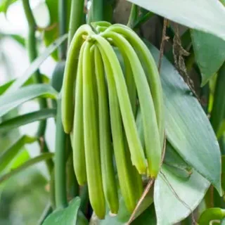 Vanilla