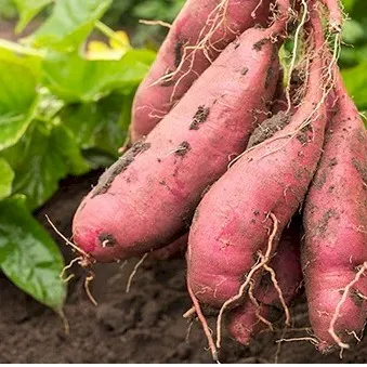 Kumara